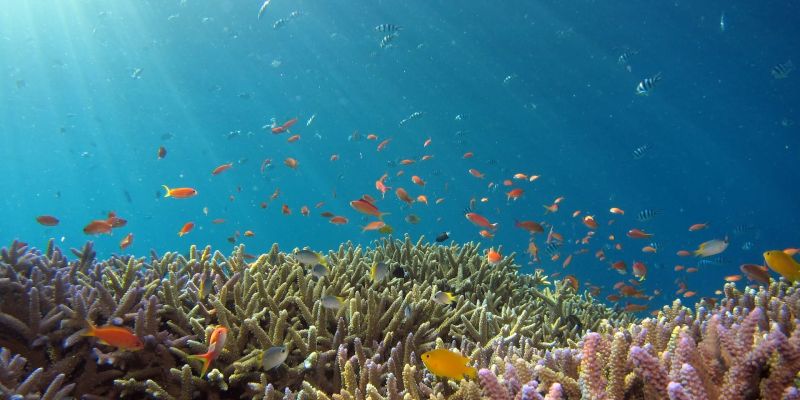 Best Snorkeling In Maui