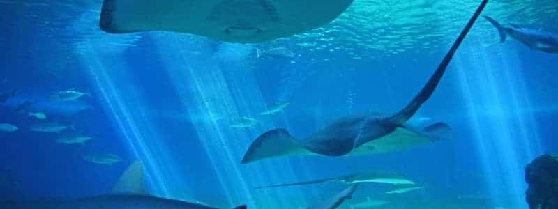 Maui Ocean Center 18517279