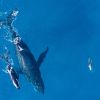 Whale Watching in Oahu and Maui Hawaii 1a61508c