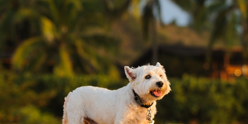 Pet-Friendly Waikiki Vacation Rentals: Everything You Need to Know