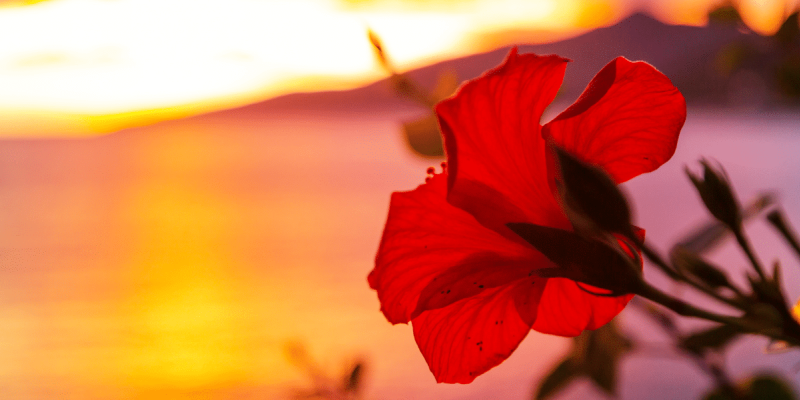 Your Ultimate Guide To Unique Date Nights In Waikiki