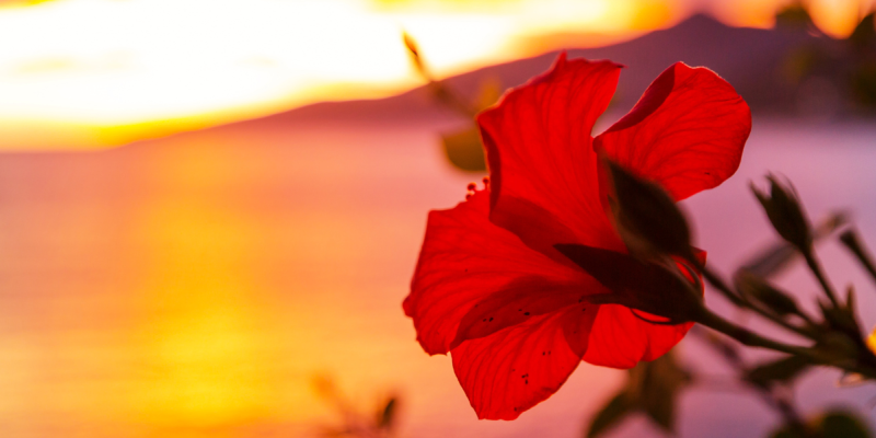 Your Ultimate Guide To Unique Date Nights In Waikiki