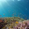snorkeling in maui fish 917e67ed