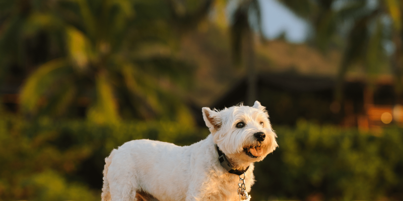 Pet-Friendly Waikiki Vacation Rentals: Everything You Need to Know