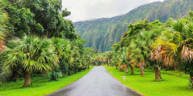 Discover 5 Enchanting Botanical Gardens On Oahu