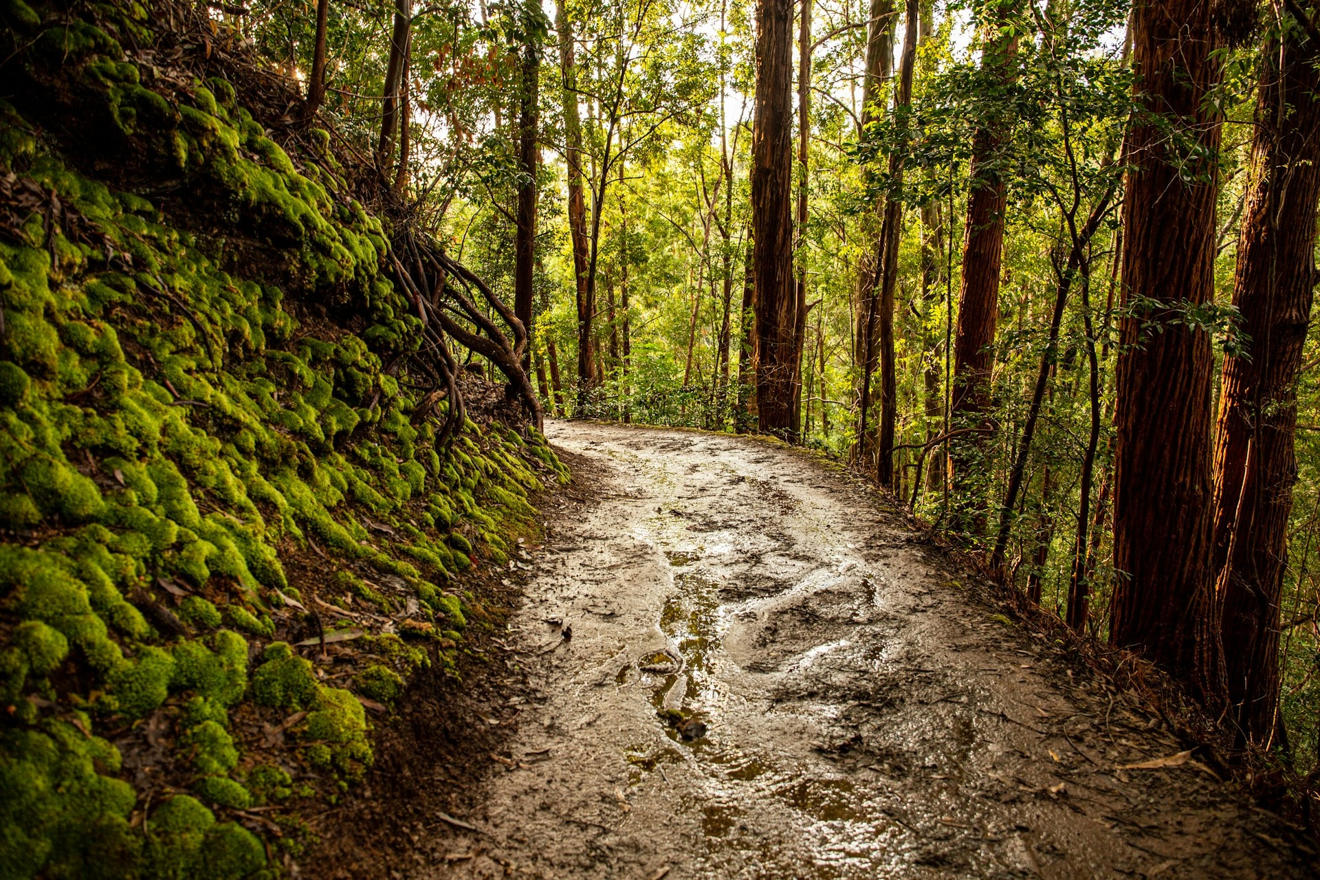 Family friendly hiking trail on Oahu