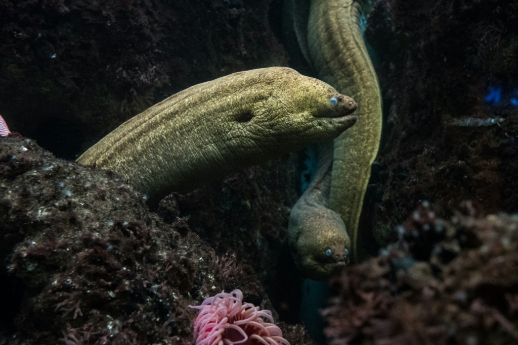 Best Snorkeling In Maui