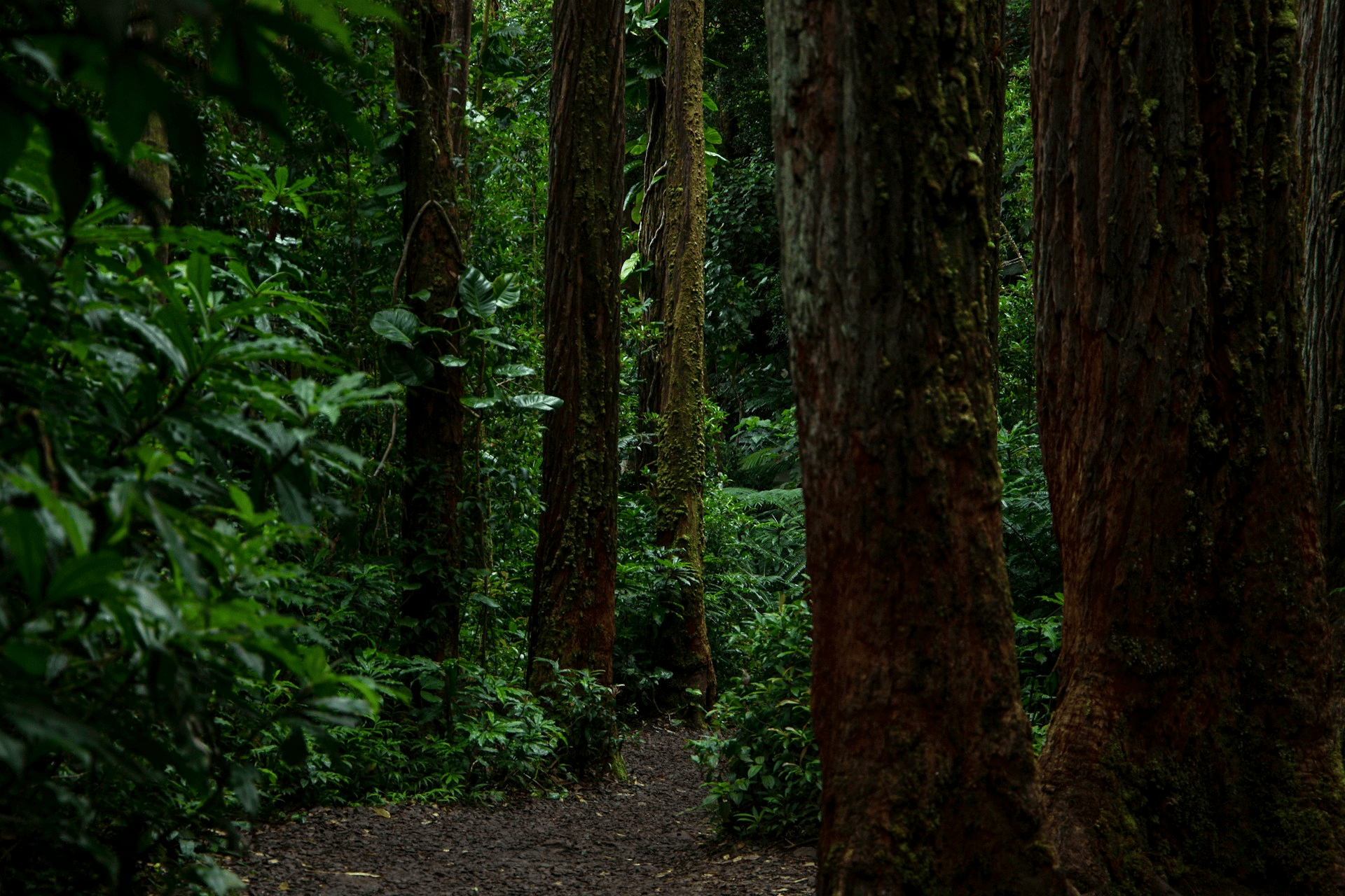Rainforest path on the Manoa Falls Trail