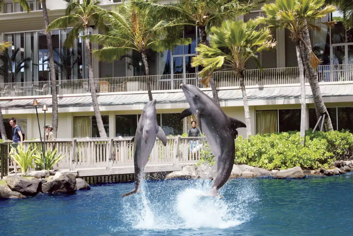 Dolphin encounter at the Kahala Hotel lagoon