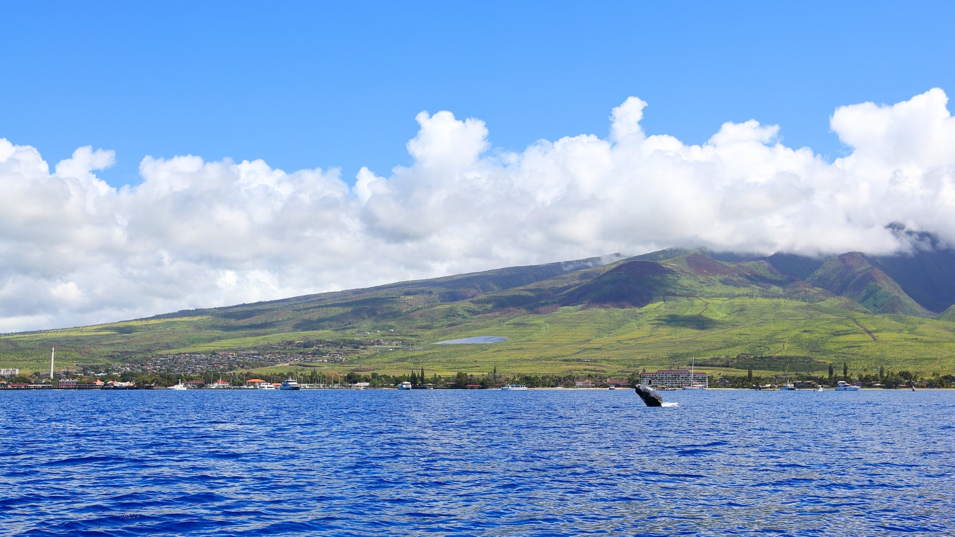 Humpback whale off the Maui coast, whale watching in Hawaii