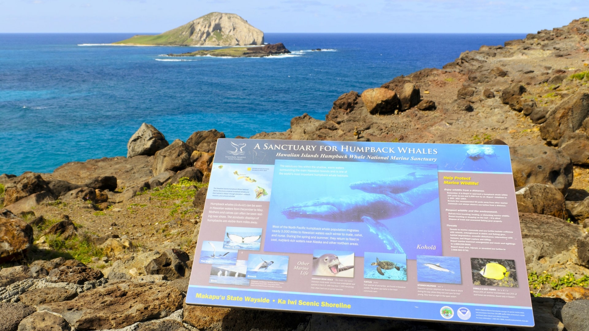Humpback whale sanctuary waters off Oahu