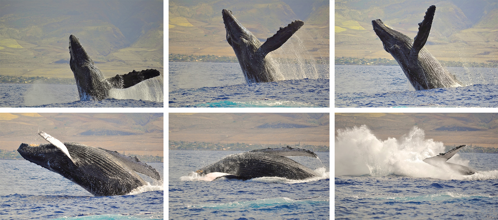 Sequence of a humpback whale breaching in Maui, Hawaii