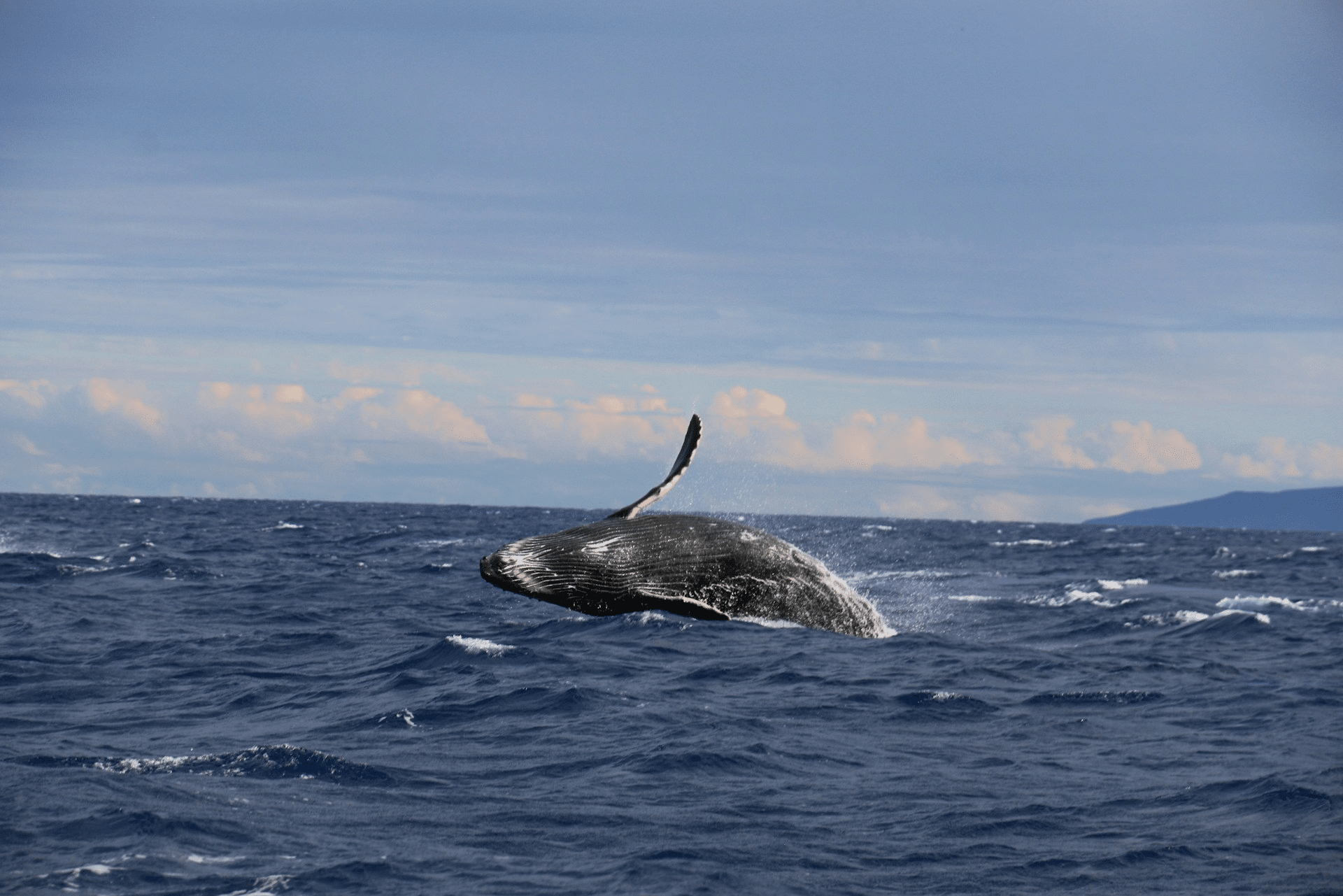 Whale watching cruise off Oahu