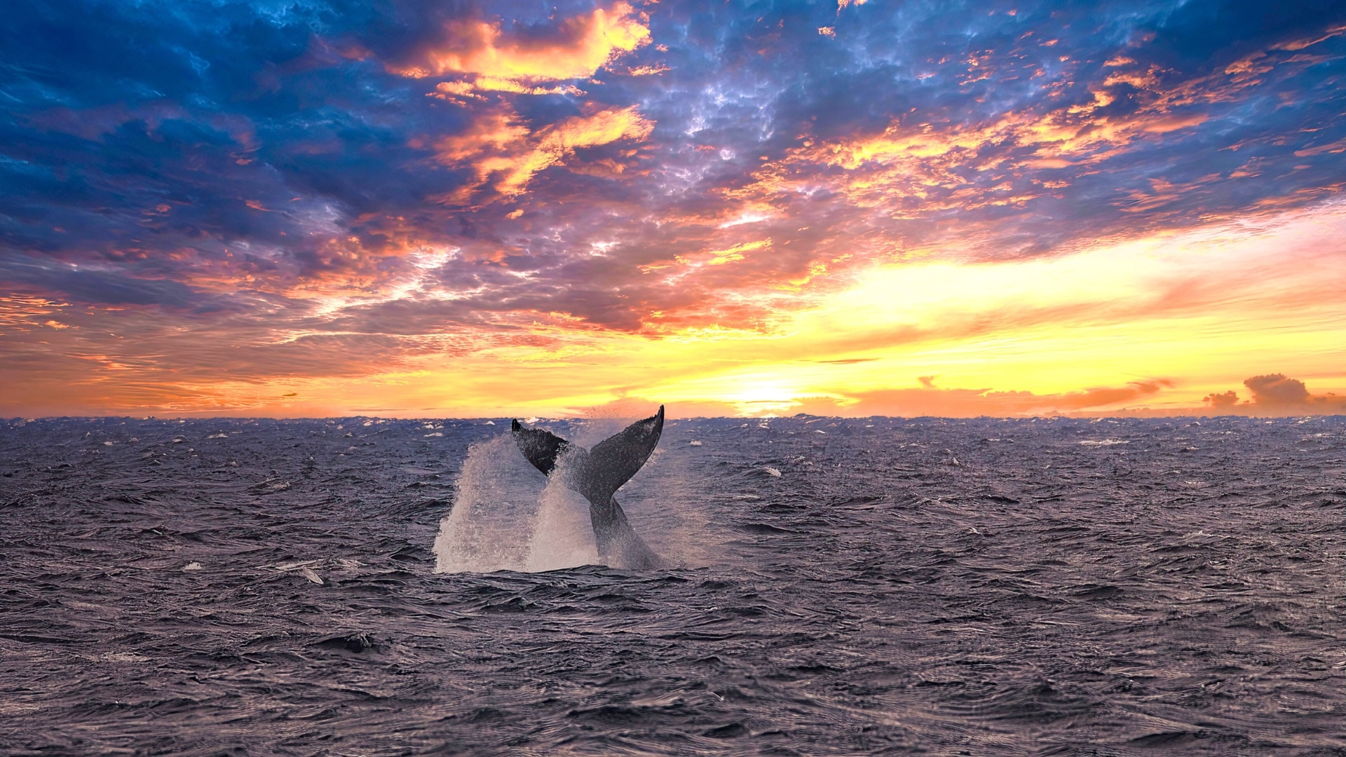 Whale watching at sunset in Oahu and Maui, Hawaii
