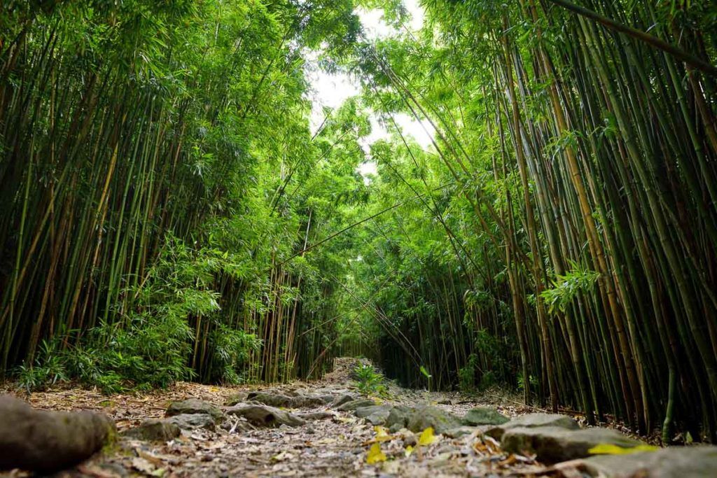 Bamboo forest trail on Maui